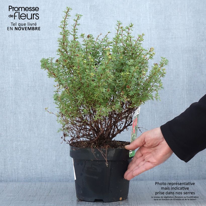 Potentilla fruticosa Red Lady - Shrubby Cinquefoil 2L/3L pot sample as delivered in autumn