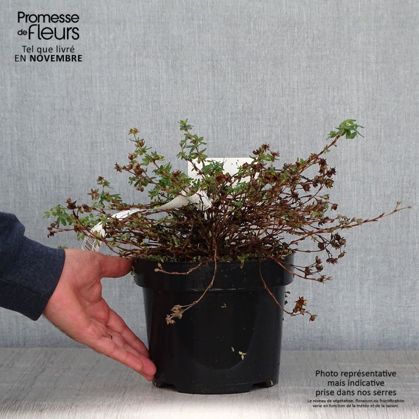 Potentilla fruticosa Medicine Wheel Mountain - Shrubby Cinquefoil 2L/3L pot sample as delivered in autumn