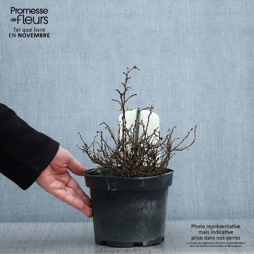 Potentilla fruticosa Tilford Cream - Shrubby Cinquefoil 2L/3L pot sample as delivered in autumn