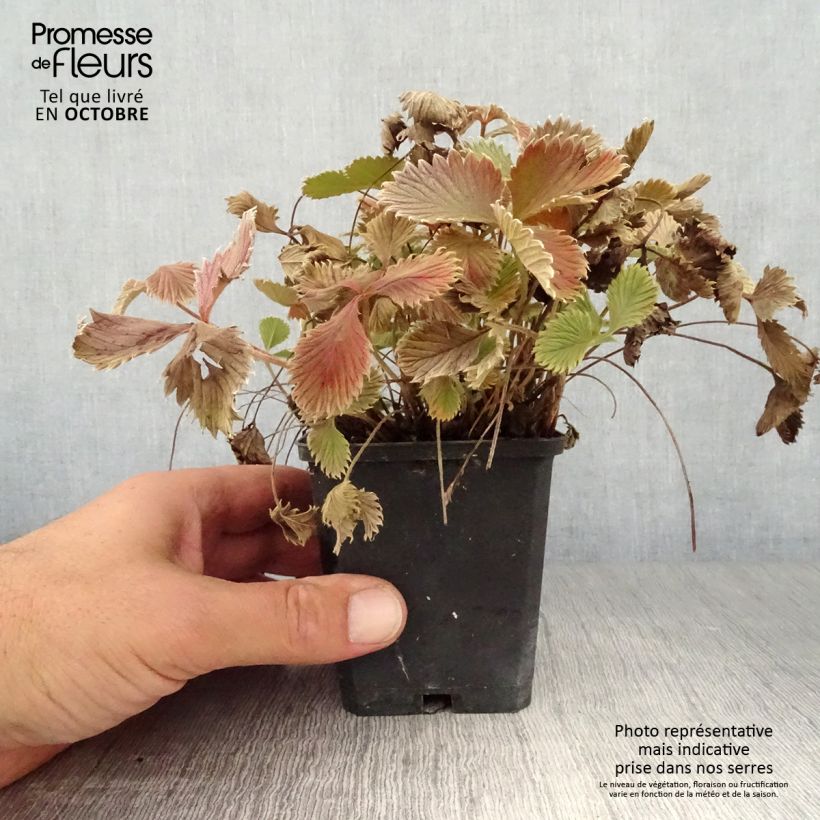 Potentilla atrosanguinea 8/9 cm pot sample as delivered in autumn