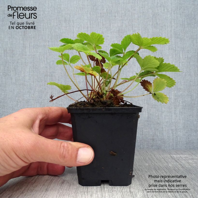Potentilla Gibsons Scarlet - Cinquefoil 8/9 cm pot sample as delivered in autumn