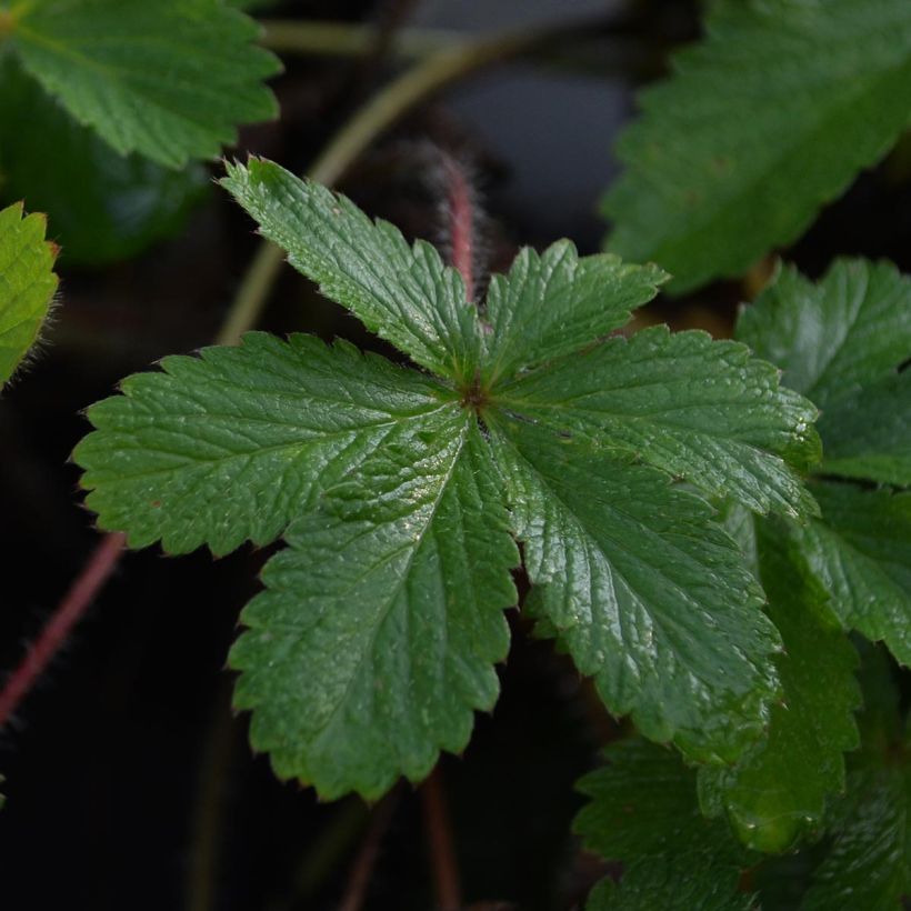 Potentilla hopwoodiana - Cinquefoil (Foliage)