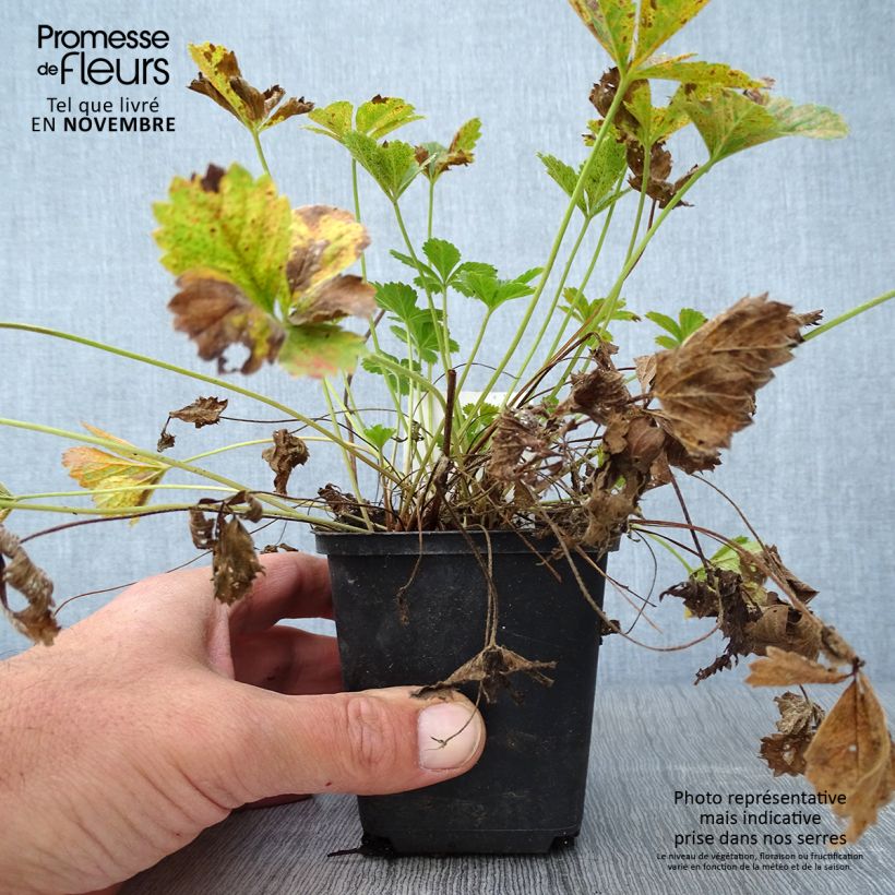 Potentilla x tonguei - Cinquefoil 8/9 cm pot sample as delivered in autumn