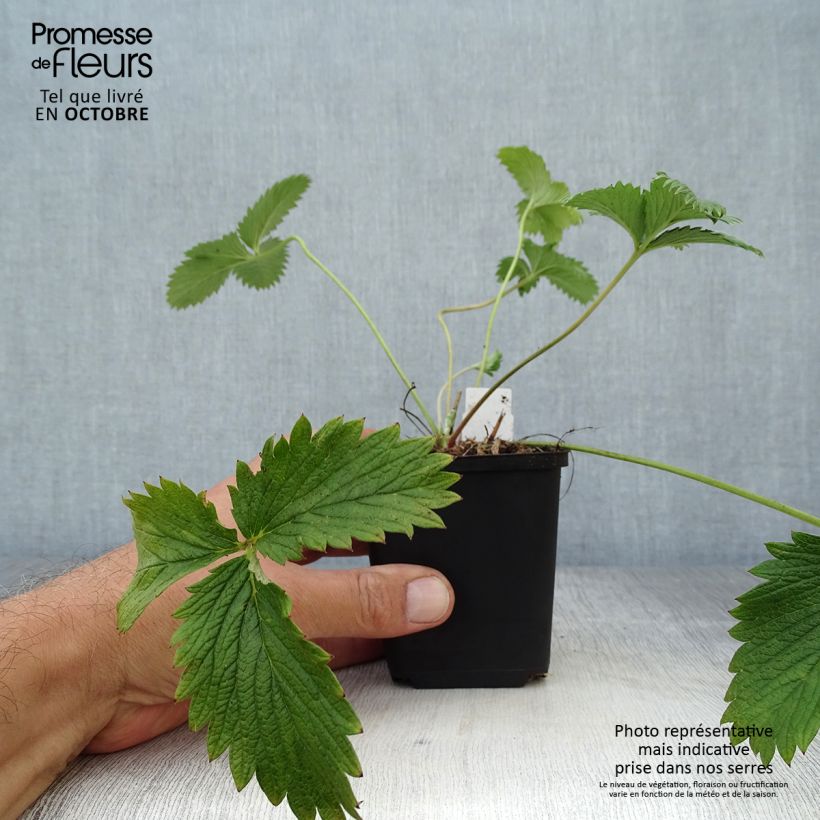 Potentilla William Rollison - Cinquefoil 8/9 cm pot sample as delivered in autumn