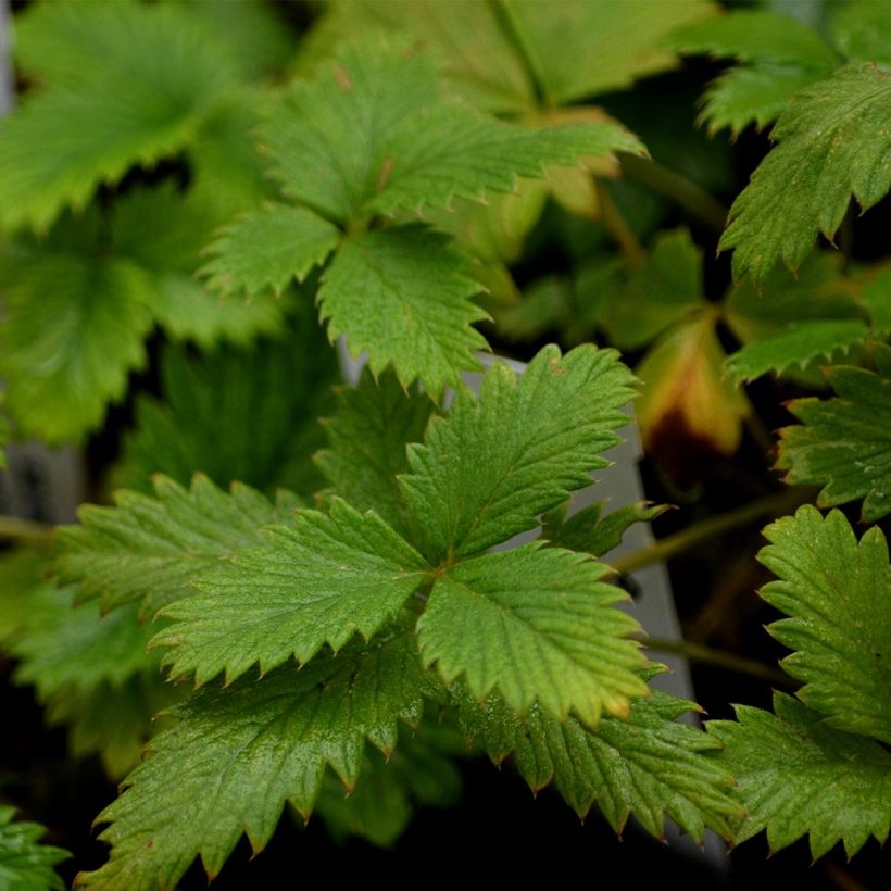 Potentilla Yellow Queen - Cinquefoil (Foliage)