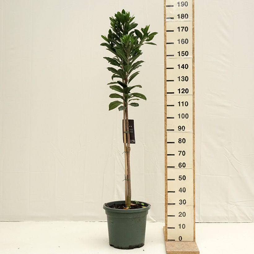 Pouteria obovata 20L/25L pot sample as delivered in spring