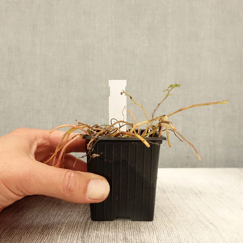 Pratia pedunculata Alba 8/9 cm pot sample as delivered in autumn