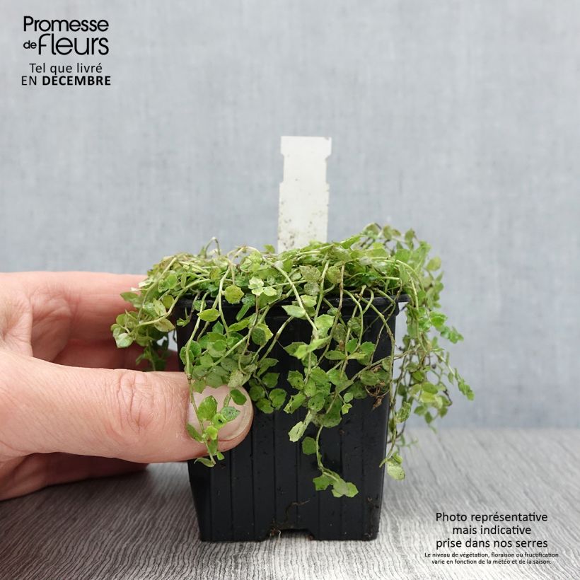 Pratia pedunculata Alba 8/9 cm pot sample as delivered in winter