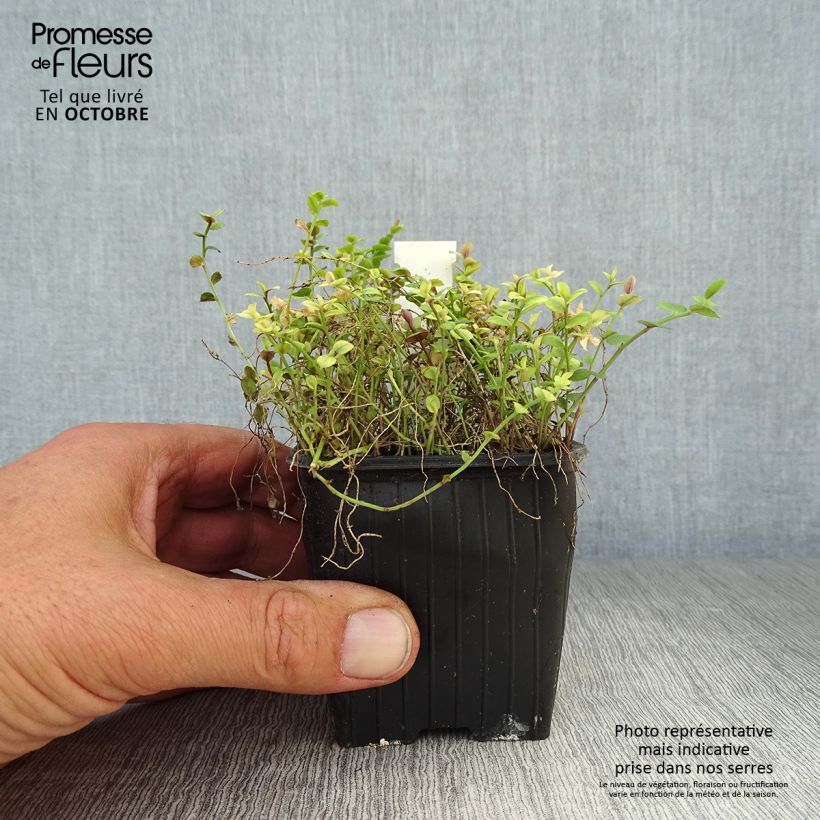 Pratia pedunculata County Park 8/9 cm pot sample as delivered in autumn