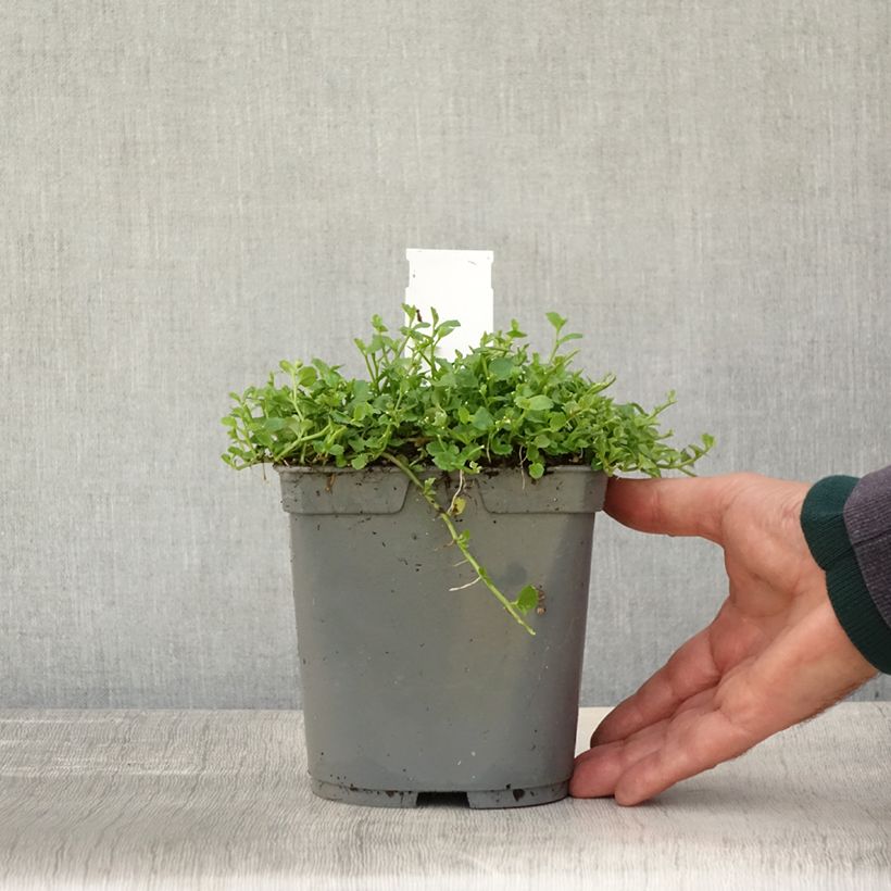 Pratia pedunculata 2L/3L pot sample as delivered in autumn