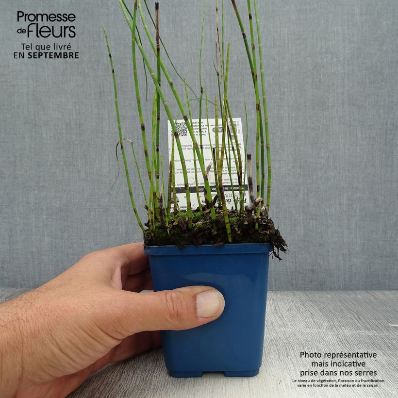 Equisetum fluviatile 8/9 cm pot sample as delivered in autumn