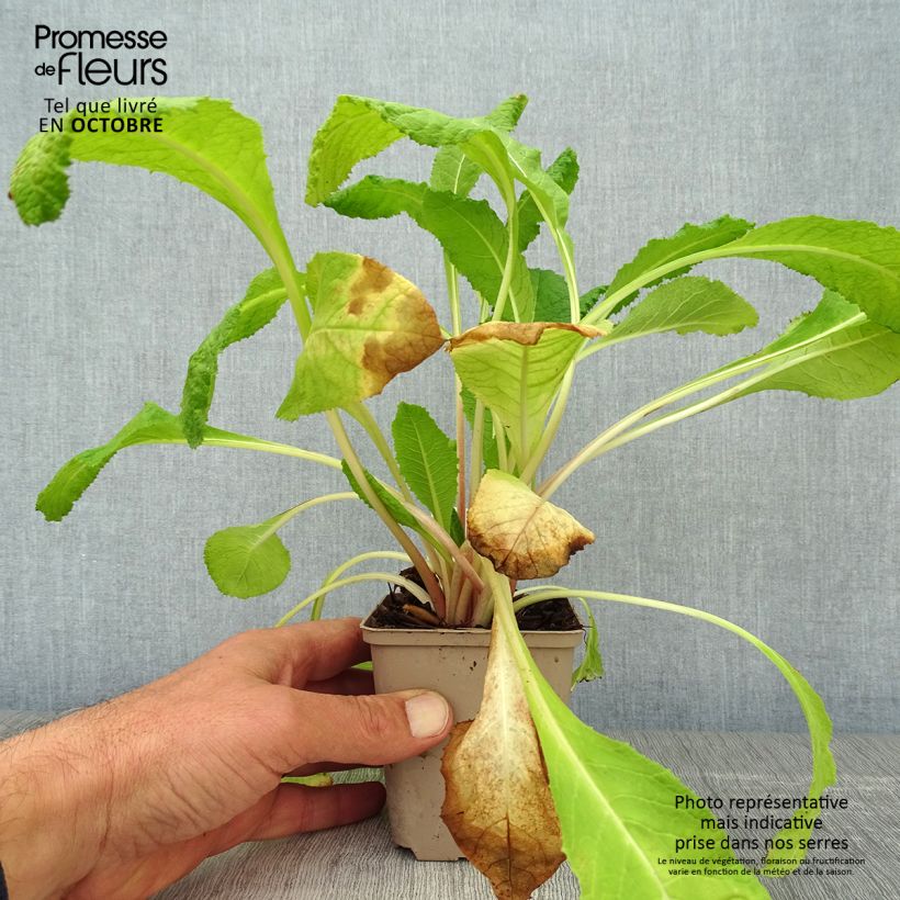 Primula bulleyana - Primrose 8/9 cm pot sample as delivered in autumn