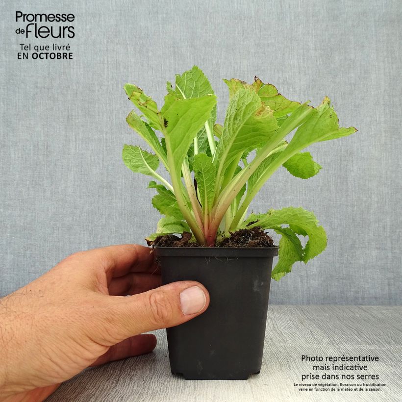 Primula japonica Apple Blossom - Japanese Primrose 8/9 cm pot sample as delivered in autumn
