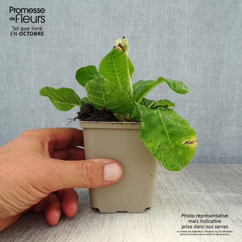 Primula elatior Double Rubens - Oxlip 8/9 cm pot sample as delivered in autumn
