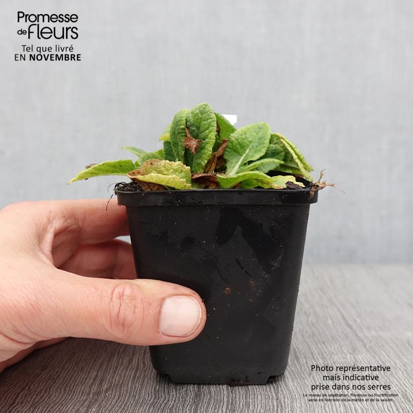 Primula x hybrida Elizabeth Killelay 8/9 cm pot sample as delivered in autumn