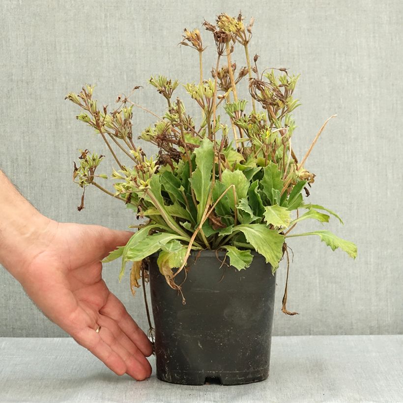Primevère hybride Oak Leaf Yellow Picotee Pot de 2L/3L sample as delivered in summer