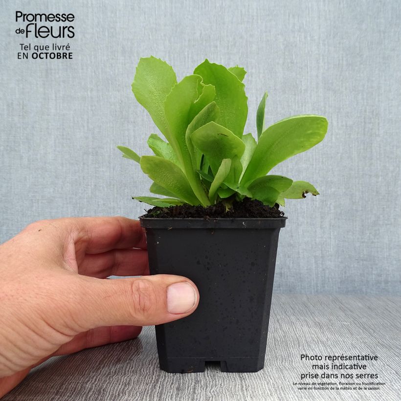 Primula x pubescens Mix - Tyrol Primrose 8/9 cm pot sample as delivered in autumn