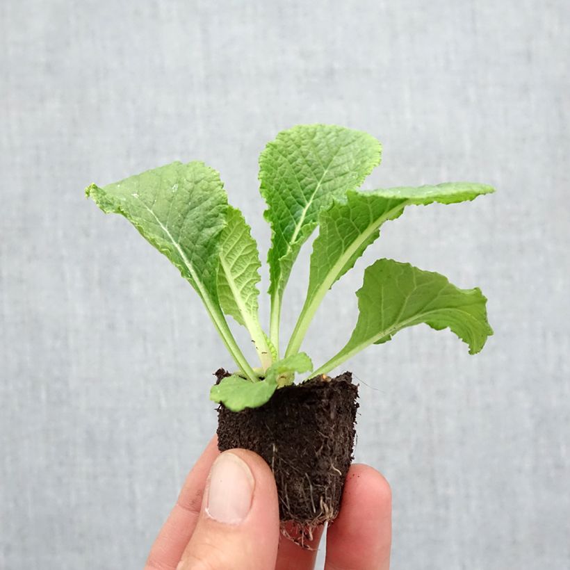 Primula vulgaris Provence Mix- English Primrose Plug plants 3.8 x 3.2cm - Tray of 16 sample as delivered in autumn