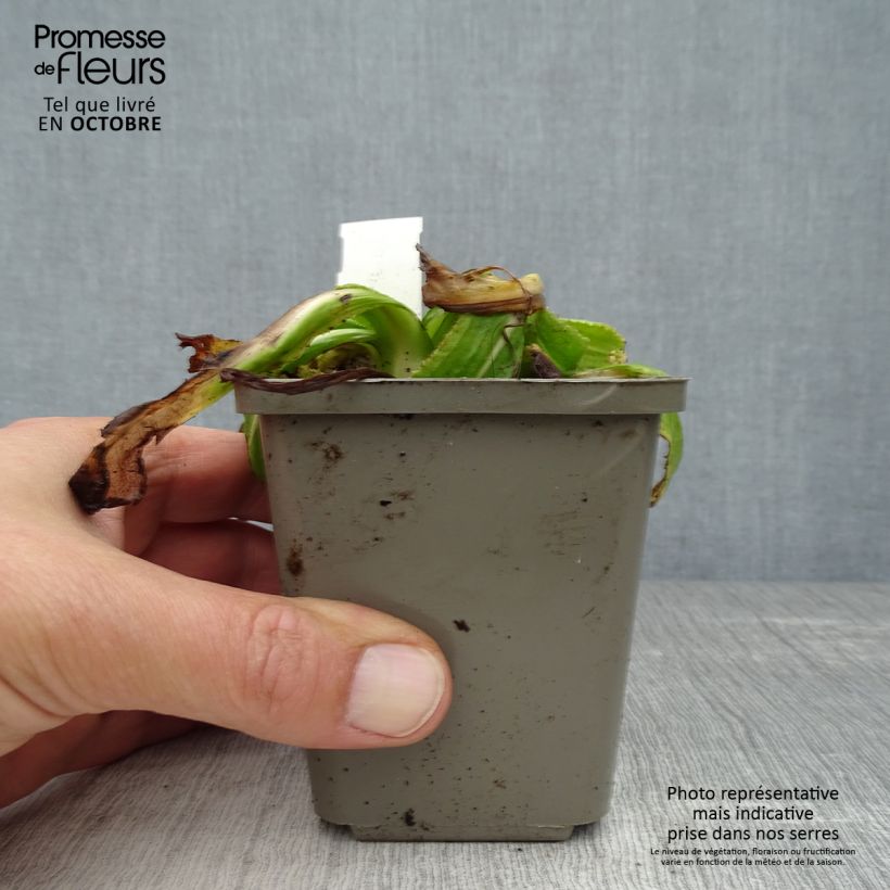 Primula denticulata Alba - Primrose 8/9 cm pot sample as delivered in autumn