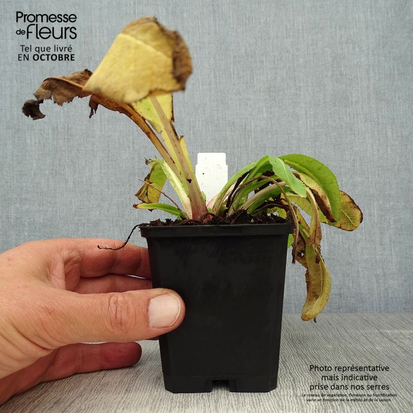 Primula denticulata Cashmeriana - Primrose 8/9 cm pot sample as delivered in autumn