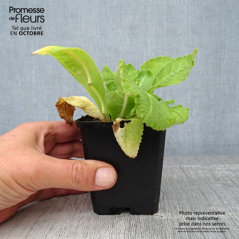 Primula denticulata Rubin - Primrose 8/9 cm pot sample as delivered in autumn