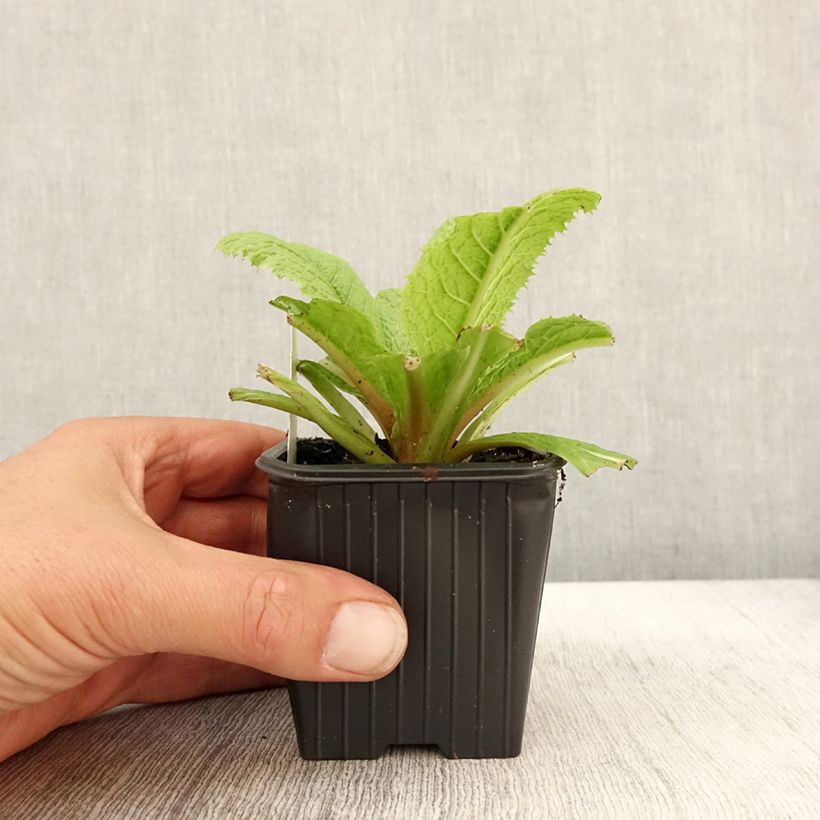 Primula japonica - Japanese Primrose 8/9 cm pot sample as delivered in autumn