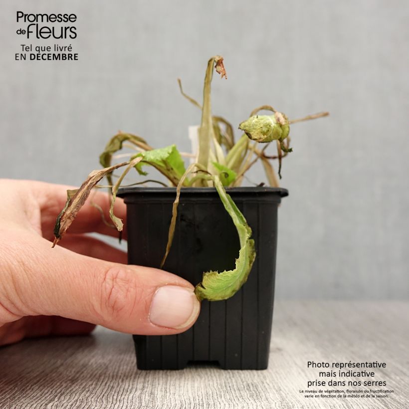 Primula japonica - Japanese Primrose 8/9 cm pot sample as delivered in winter