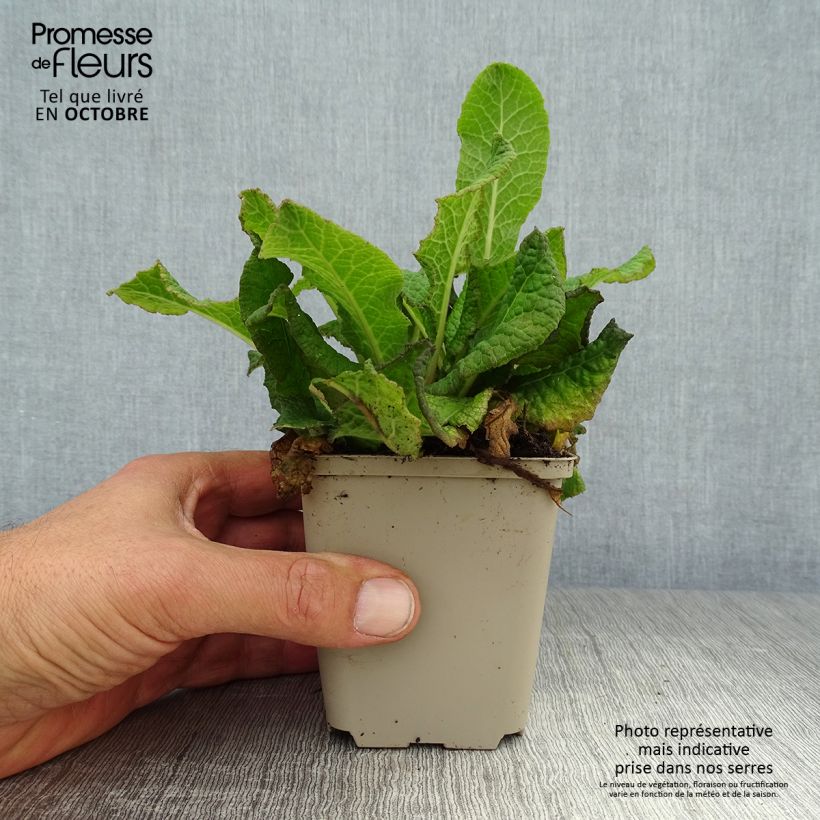 Primula vulgaris Strong Beer - English Primrose 8/9 cm pot sample as delivered in autumn
