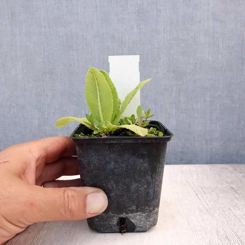 Primevère Prom Lilac - Primula denticulata Godet de 8/9 cm sample as delivered in summer