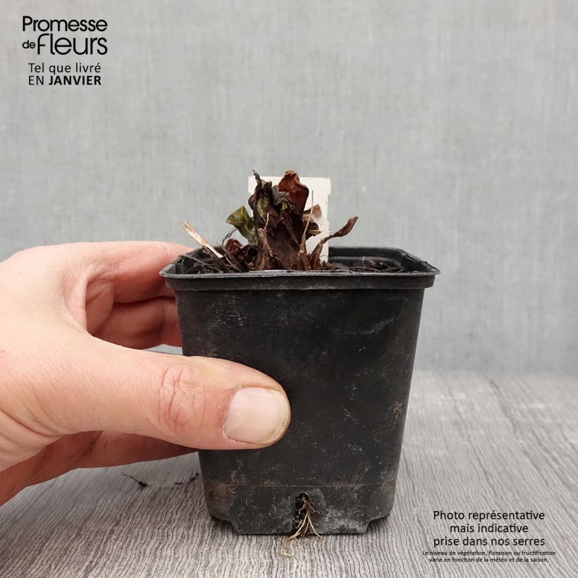 Primula denticulata Prom Lilac - Primrose 8/9 cm pot sample as delivered in winter