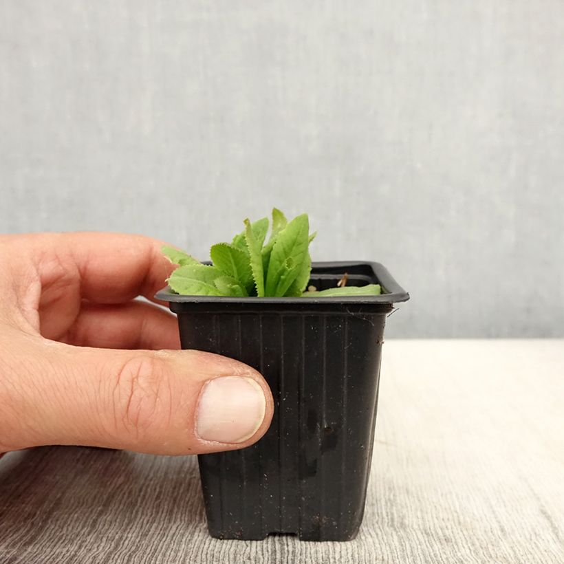 Primula denticulata Prom Lilac - Primrose 8/9 cm pot sample as delivered in spring