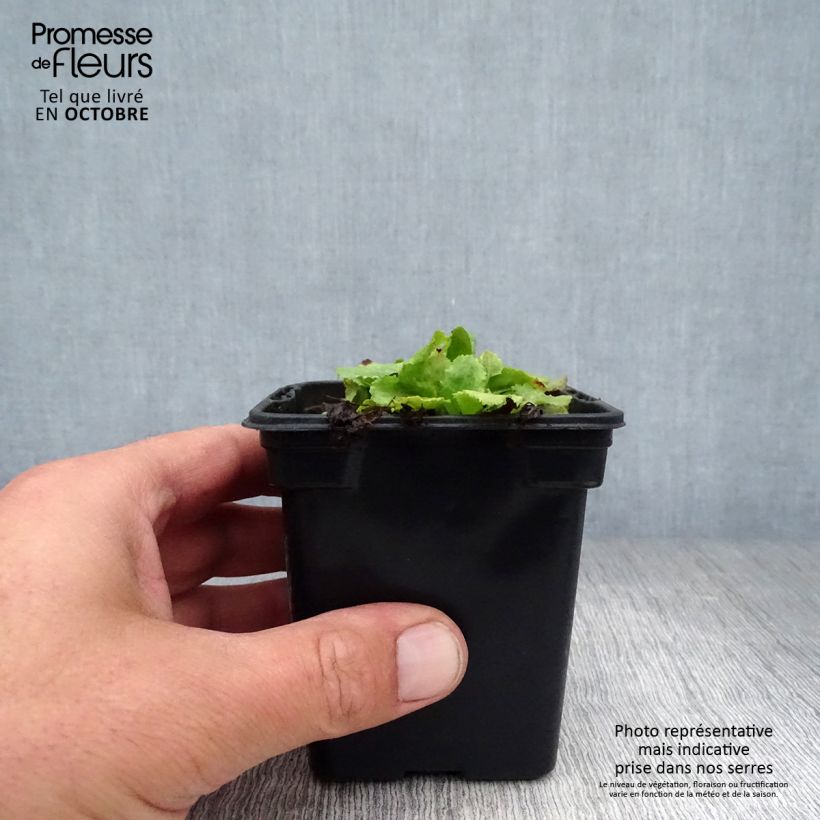 Primula rosea Grandiflora - Primrose 7/8 cm pot sample as delivered in autumn