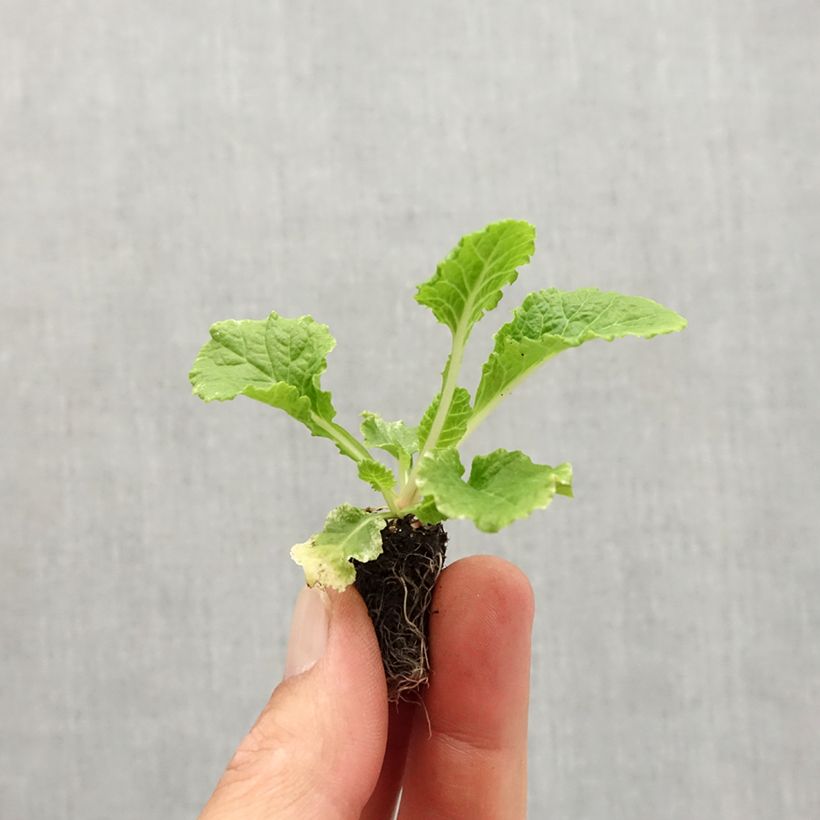 Primula vulgaris Rosebud F1 Crocus blue - English Primrose Plug plant 1.5/2.5 cm sample as delivered in autumn