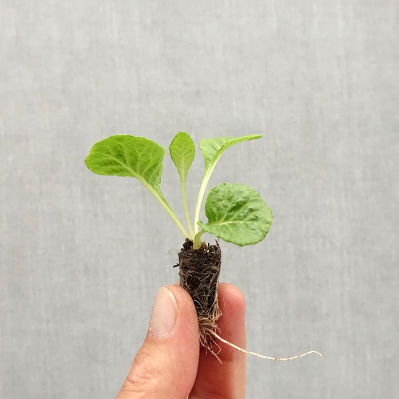 Primula vulgaris Rosebud F1 Red Shades - English Primrose Plug plant 1.5/2.5 cm sample as delivered in autumn