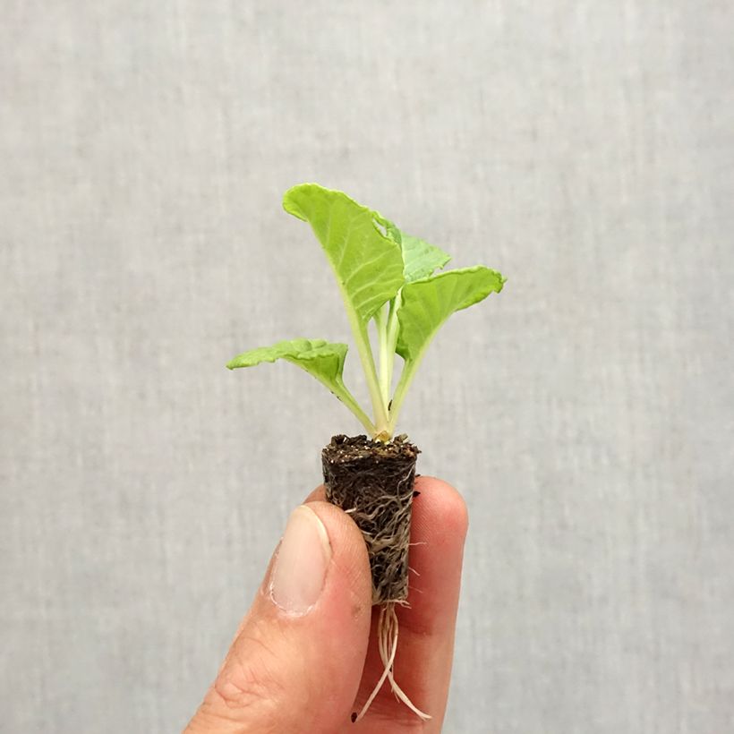 Primula vulgaris Rosebud F1 White - English Primrose Plug plant 1.5/2.5 cm sample as delivered in autumn