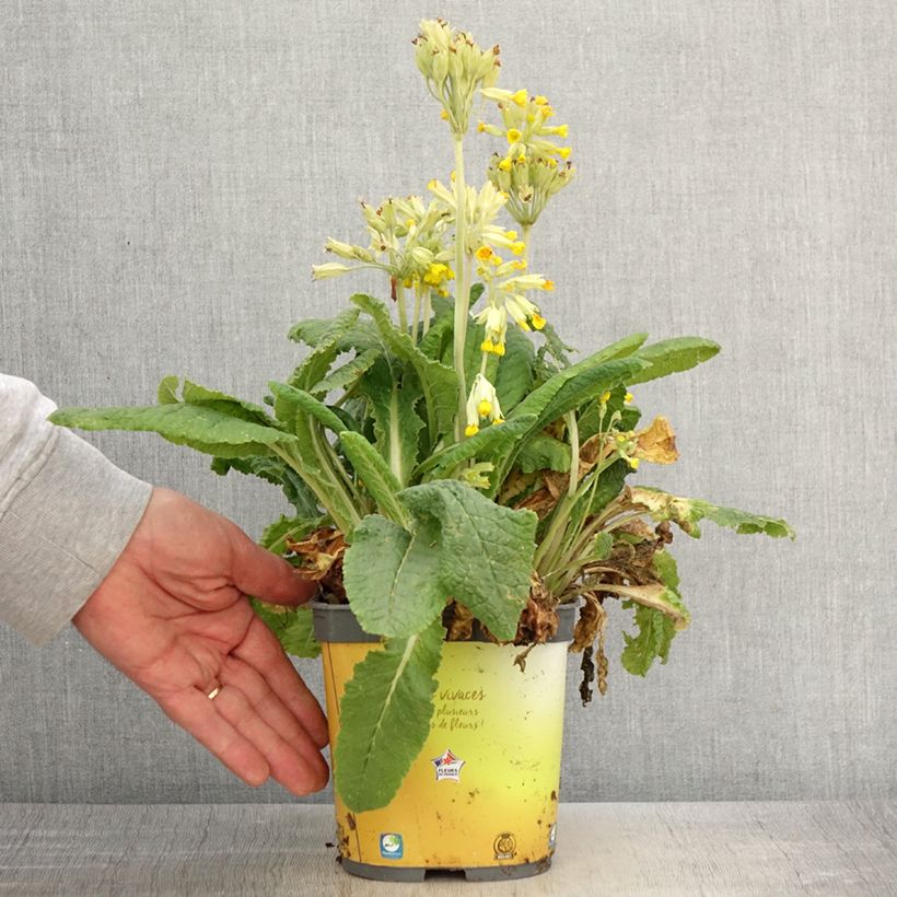 Primula vulgaris - English Primrose 2L/3L pot sample as delivered in spring