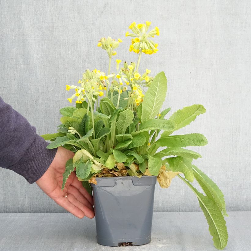 Primula vulgaris - English Primrose 2L/3L pot sample as delivered in spring