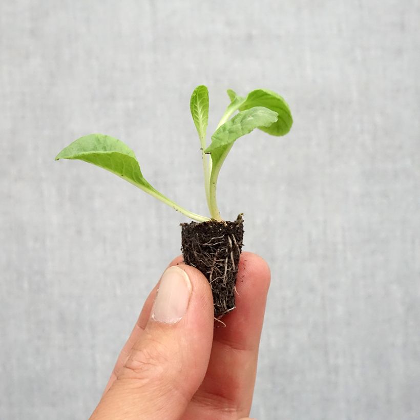 Primula Everlast F1 - Oxlip Plug plant 1.5/2.5 cm sample as delivered in autumn