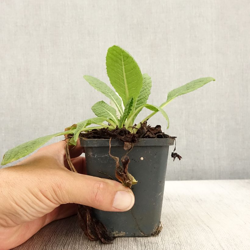 Primula florindae - Primrose 8/9 cm pot sample as delivered in autumn