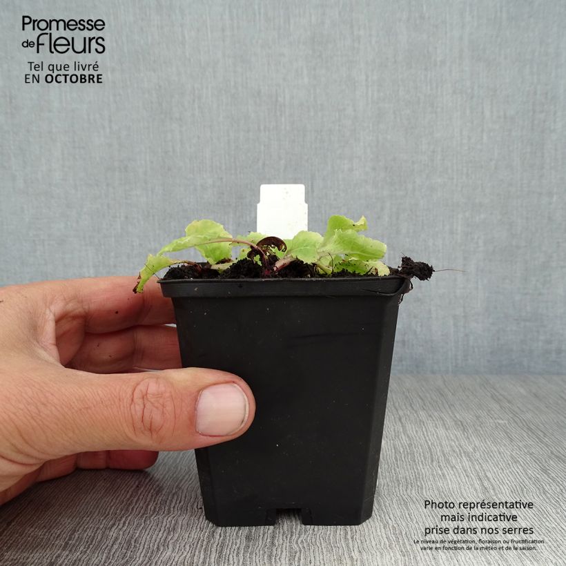 Primula juliae Wanda - Primrose 8/9 cm pot sample as delivered in autumn