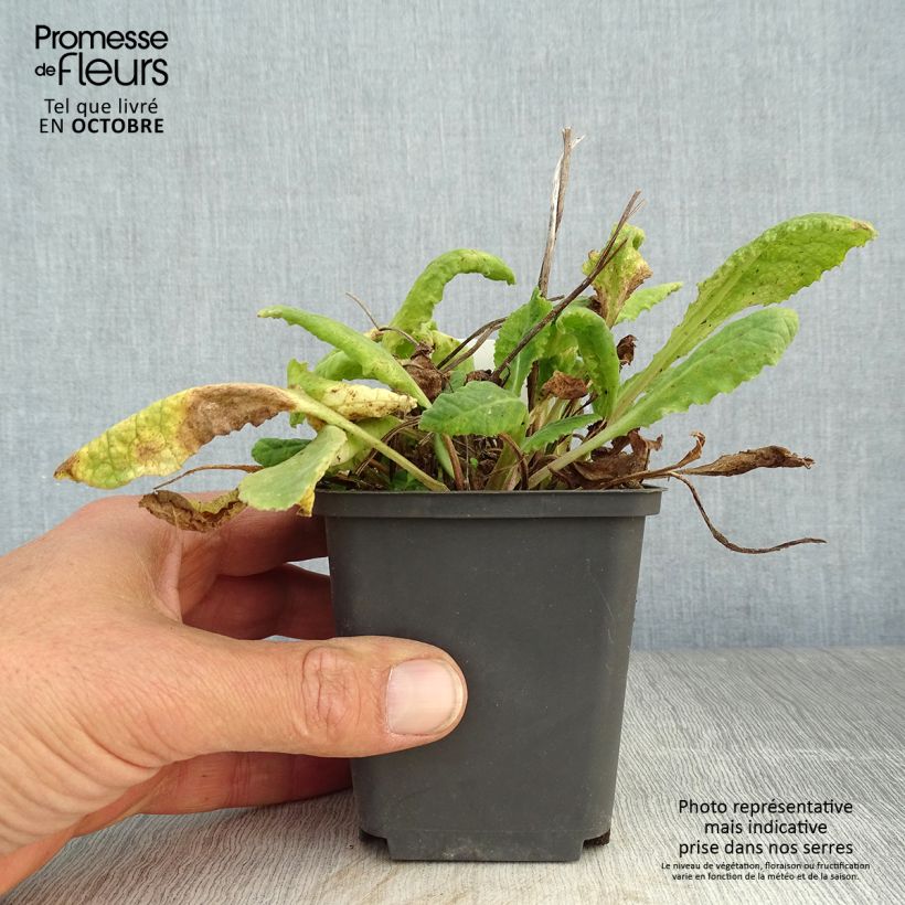 Primula veris - Cowslip 8/9 cm pot sample as delivered in autumn