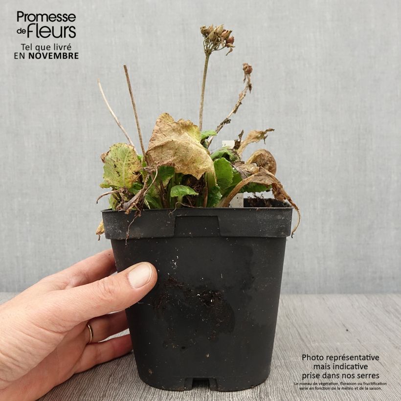 Primula veris - Cowslip 2L/3L pot sample as delivered in autumn