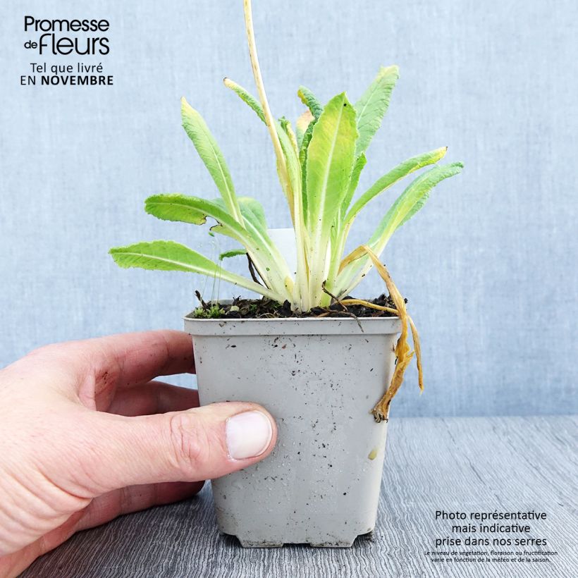 Primula vialii Alison Holland - Vial's Primrose 8/9 cm pot sample as delivered in autumn