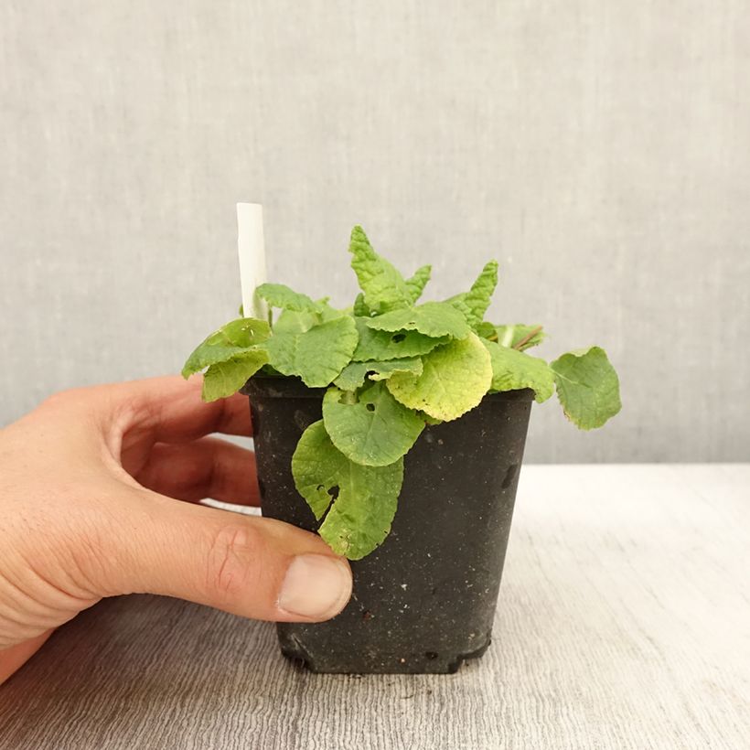 Primula vulgaris Francesca - English Primrose 8/9 cm pot sample as delivered in autumn