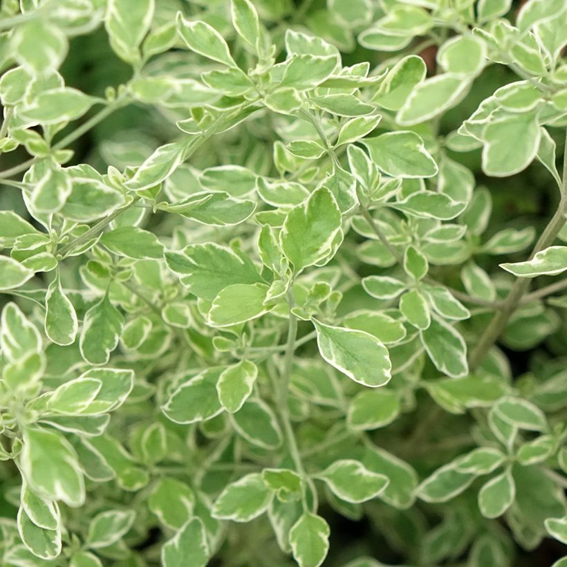 Prostanthera ovalifolia Variegata - Mint Bush (Foliage)