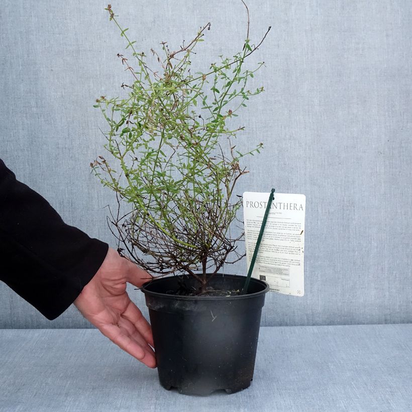 Prostanthera rotundifolia Rosetta 2L/3L pot sample as delivered in spring