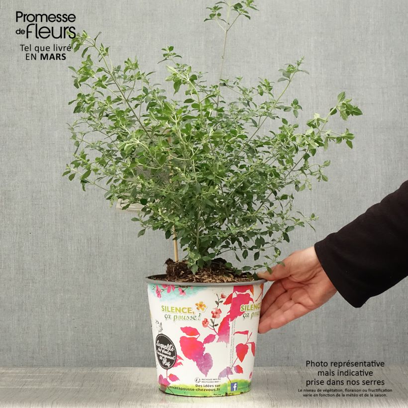 Prostanthera rotundifolia - Mint Bush 4L/5L pot sample as delivered in spring