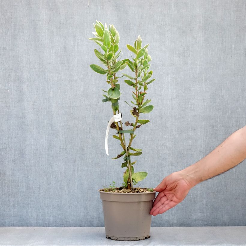 Protea eximia 3L/4L pot sample as delivered in spring