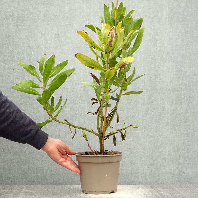 Protea Susara 4L/5L pot sample as delivered in spring