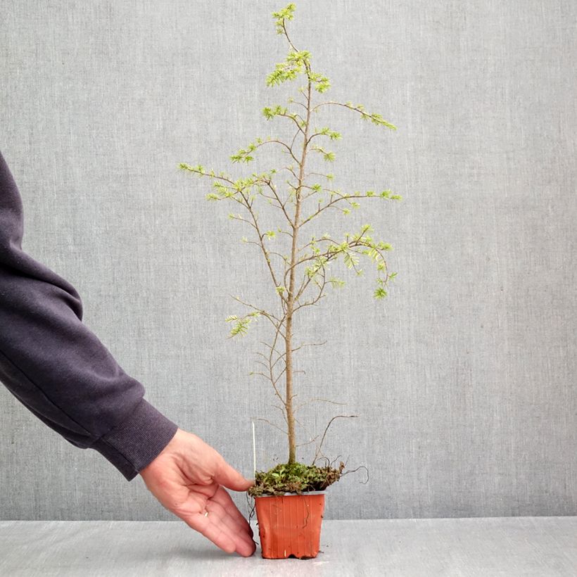 Tsuga heterophylla - Western Hemlock 8/9 cm pot sample as delivered in autumn